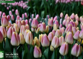 Tulipa Merci (2)